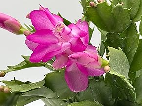 Rooted Hot Pink Cactus Plants 4" in Pot Home and Office Decoration and Gift