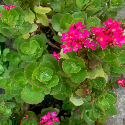 Rooted Hot Pink Kalanchoe Plants in pot Holiday gift plant balcony yard or outdoor