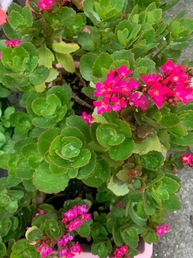 Rooted Hot Pink Kalanchoe Plants in pot Holiday gift plant balcony yard or outdoor
