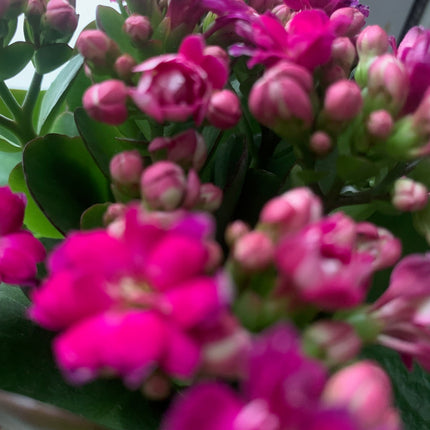Rooted Hot Pink Kalanchoe Plants in pot balcony yard or outdoor