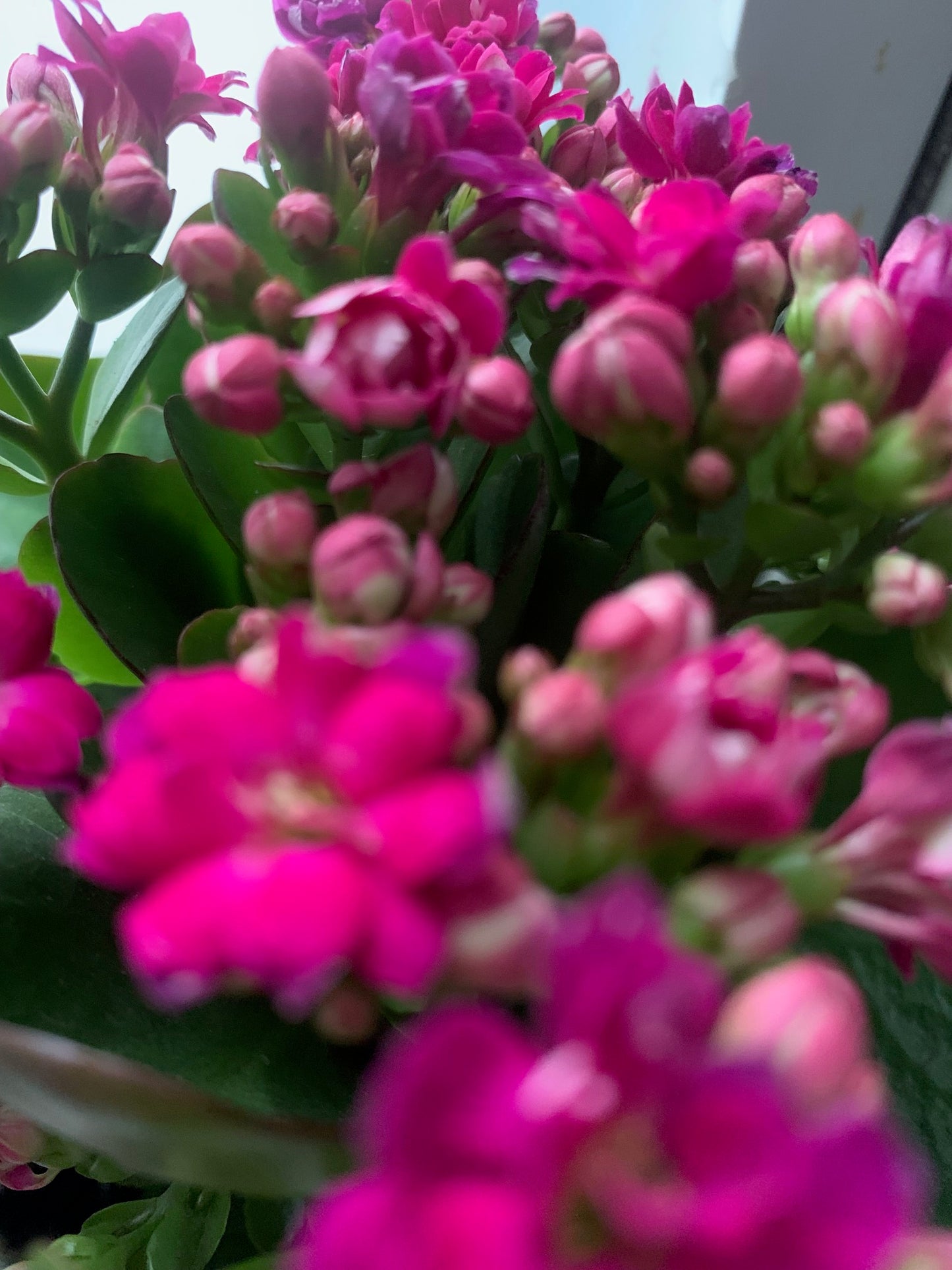 Rooted Hot Pink Double Petal Kalanchoe Plants in pot balcony yard or outdoor