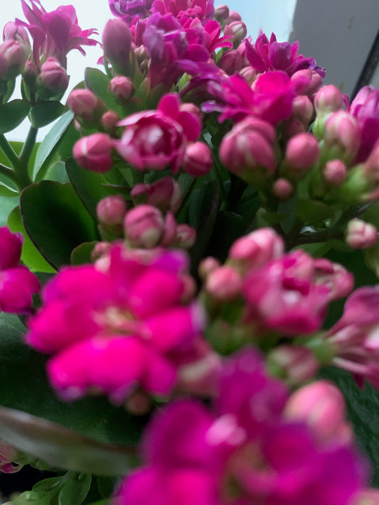Rooted Hot Pink Double Petal Kalanchoe Plants in pot balcony yard or outdoor