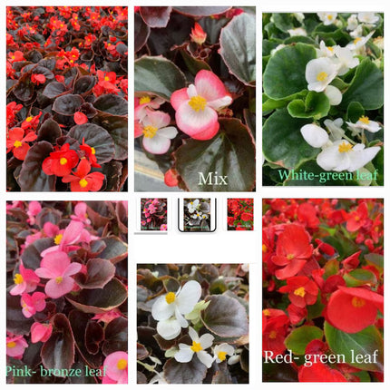 Wax Begonia for Spring and Summer Flowers Landscape Outdoor Garden Home Decoration