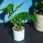 Pothos / Decor pot