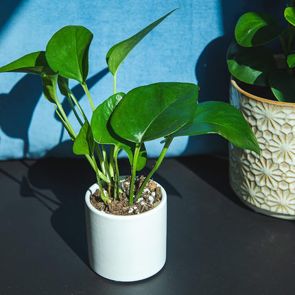 空氣清淨機 玉石綠蘿 室內植物 入門花盆 植物禮品 家居裝飾 室內 任何房間