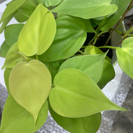 空氣清淨機綠蘿套裝室內植物入門花盆植物禮品家居裝飾室內任何房間