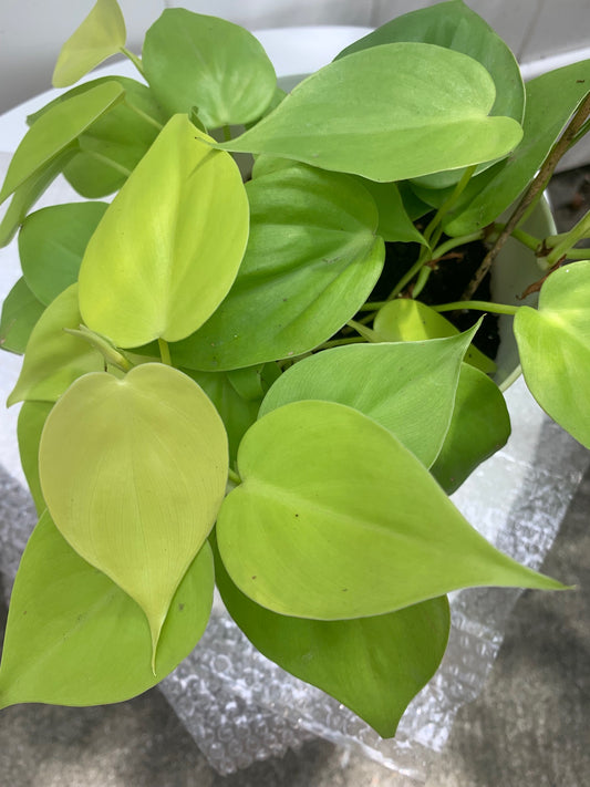 Air Purifier Plants Lemon Philodendron Plant Home Decoration Indoor anyroom