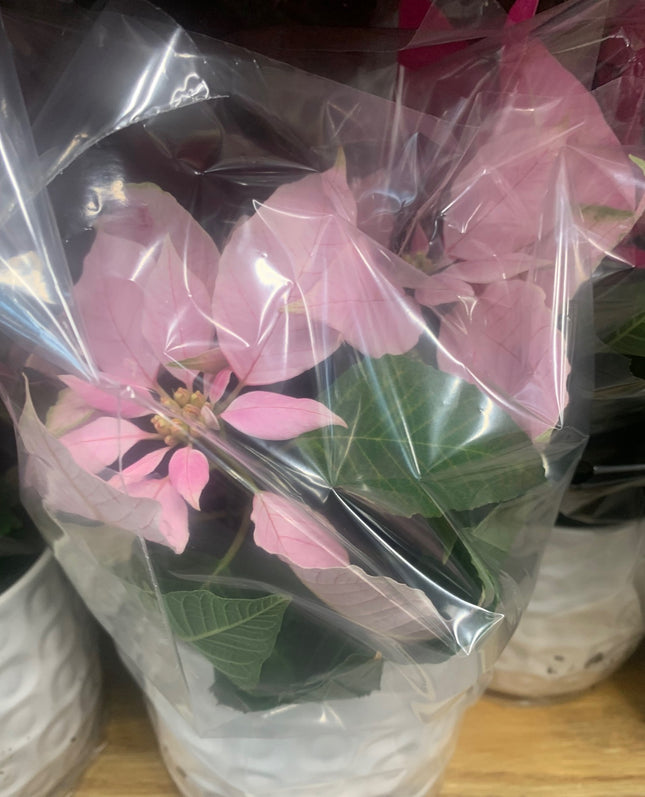 Festive Pink, Deep Pink and White Christmas plant Poinsettia in White Ceramic Pot