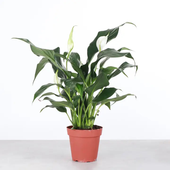 peace lily stamen White Flower Peace Lily