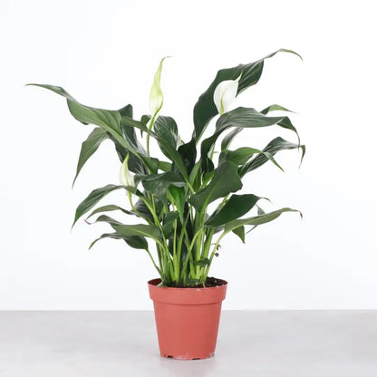 和平百合 - 活體植物