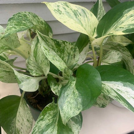 空氣清淨機綠蘿套裝室內植物入門花盆植物禮品家居裝飾室內任何房間