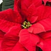 Festive Christmas plant Poinsettia Holiday Gift Home Decoration