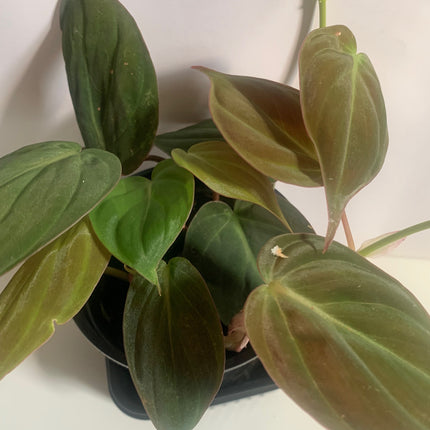 巴西蔓綠絨 - 活體植物