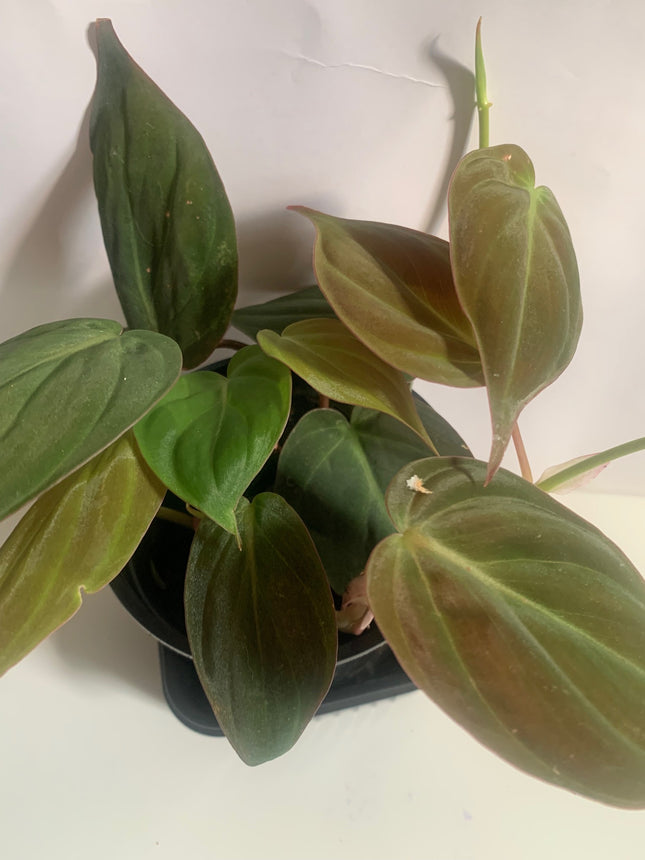 巴西蔓綠絨 - 活體植物