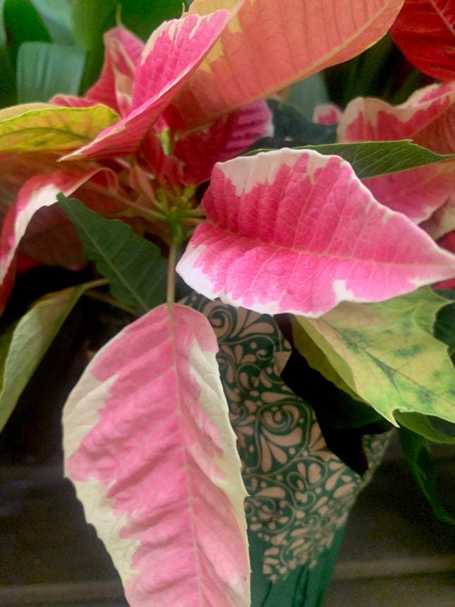 Festive Pink White Christmas plant Poinsettia Holiday Gift Home Decoration