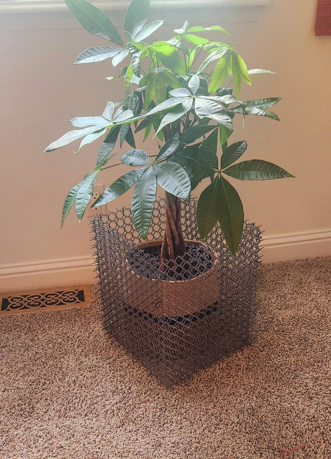 money tree pet friendly Money Tree Braid 5 Live Plants in an 2 Ft
