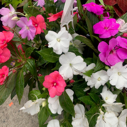 Rooted Mixed Impatiens Plant for White, Pink, Purple, Red, Light Pink for balcony home decoration in pot or basket