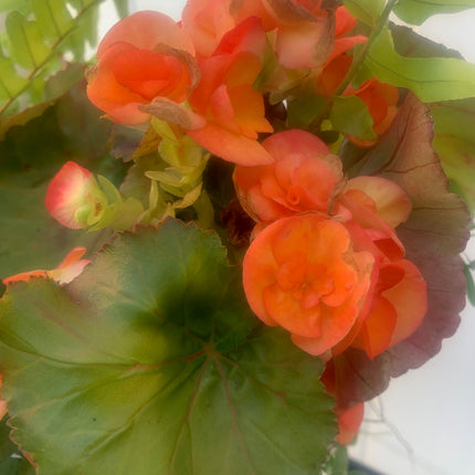 Rooted Orange Bongai beautiful color for the summer outdoor Patio or Balcony