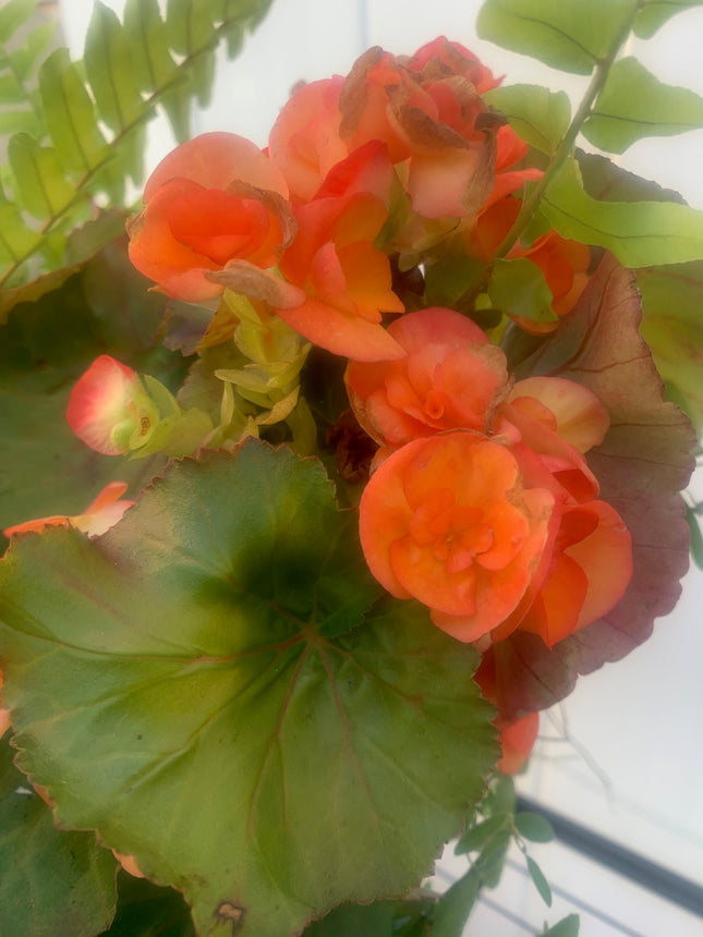 Rooted Orange Bongai beautiful color for the summer outdoor Patio or Balcony