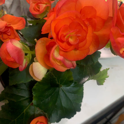 Rooted Begonia Indoor and Outdoor plant Gift Plant Mother Day and Holidays Celebration