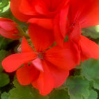Red / Small