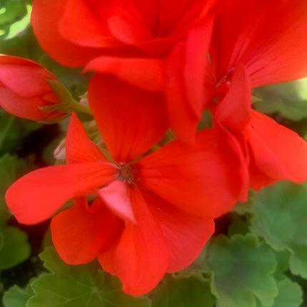 Rooted Geraniums planted in Pot or Basket outdoor Patio or Balcony Outdoor Decor