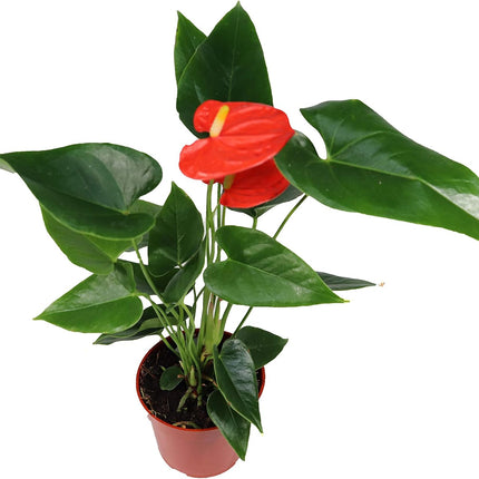 Orange Anthurium Live Plant Decor in 6 Inch Pot Easy Plant Gift, Decorative Indoor Plant