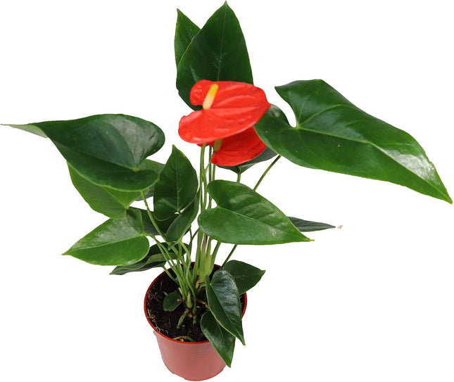 Orange Anthurium Live Plant Decor in 6 Inch Pot Easy Plant Gift, Decorative Indoor Plant