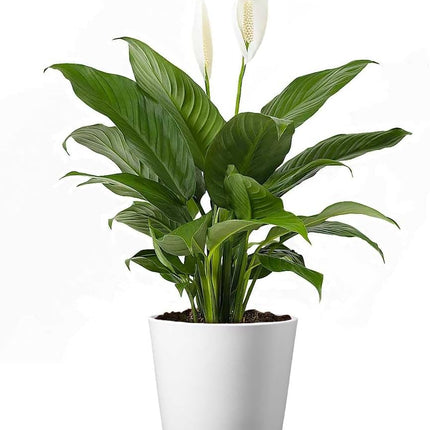 Peace Lily Live Plant Air Purifying Flowering Indoor Houseplant for Home or Office Holiday Decor 12 -24"