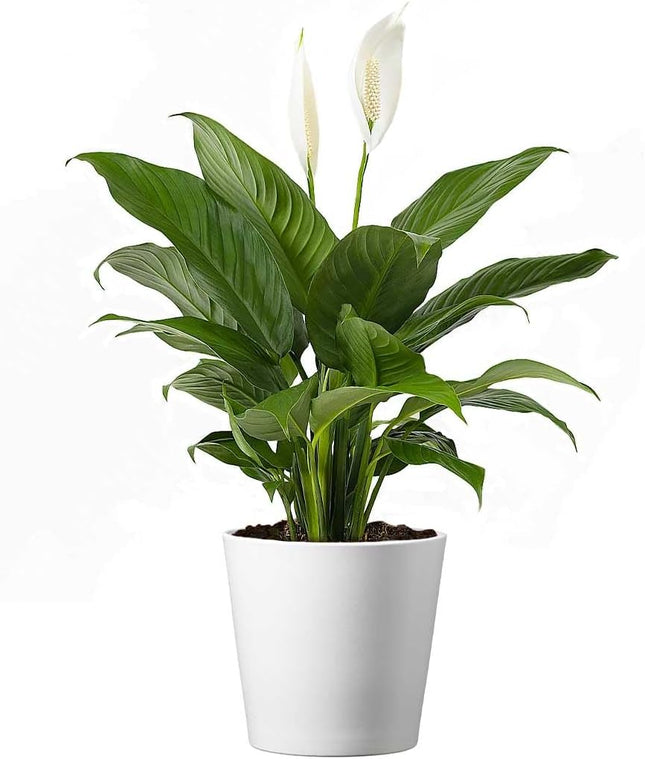 Peace Lily Live Plant Air Purifying Flowering Indoor Houseplant for Home or Office Holiday Decor 12 -24"