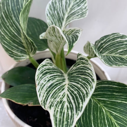 柏金蔓綠絨 - 活體室內植物 - 室內植物