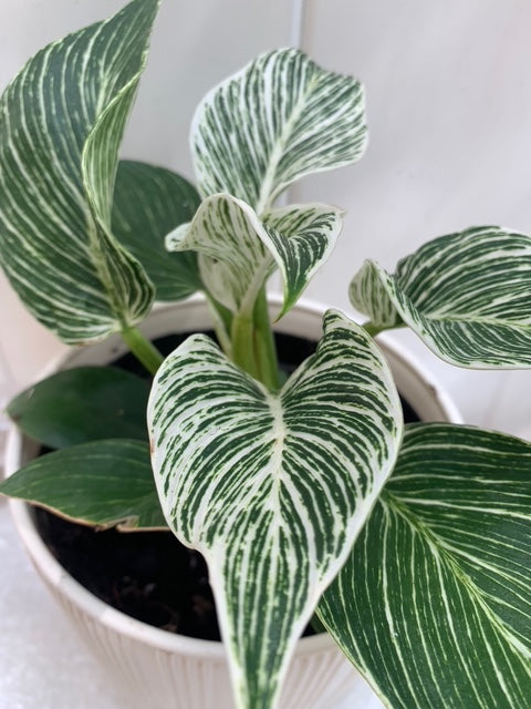 柏金蔓綠絨 - 活體室內植物 - 室內植物