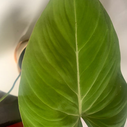 巴西蔓綠絨 - 活體植物