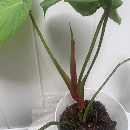 Rooted Plowmanii Philodendron houseplants Collection Any Room Home Decoration