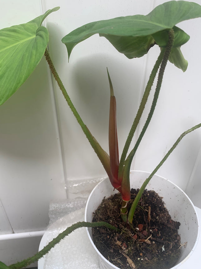 Rooted Plowmanii Philodendron houseplants Collection Any Room Home Decoration