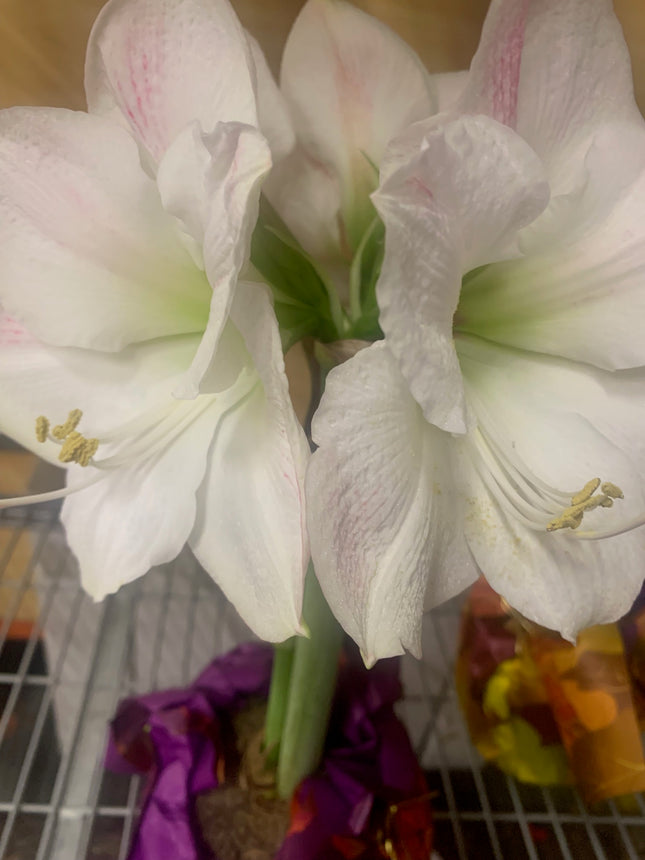 易於種植的朱頂紅「雙瓣」球莖（1 包）－大型紅白雙瓣花，適合節慶室內外花園