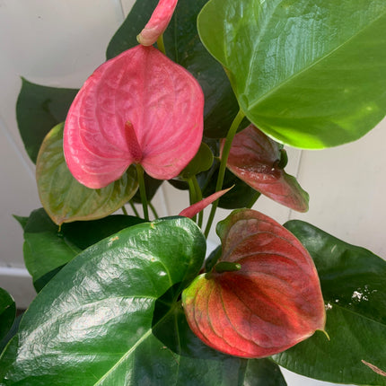 Indoor Plants Anthurium Pink flowers in Pot for Home Decoration or Holiday Gift