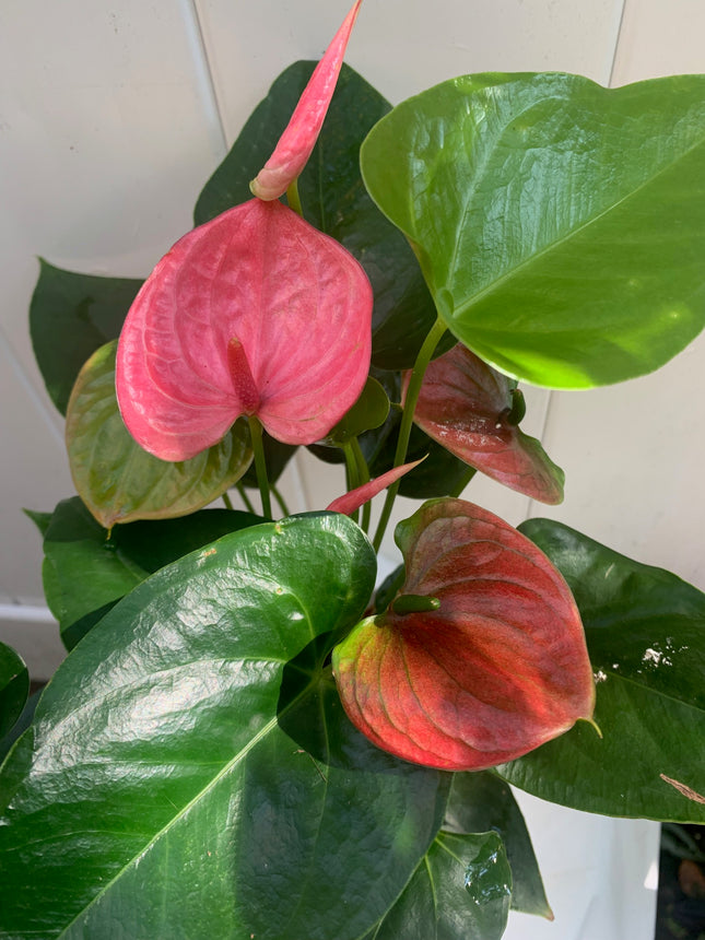 Indoor Plants Anthurium Pink flowers in Pot for Home Decoration or Holiday Gift