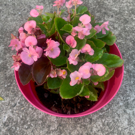Wax Pink Begonia Unique bicolor Leaves Outdoor Garden Home Decoration