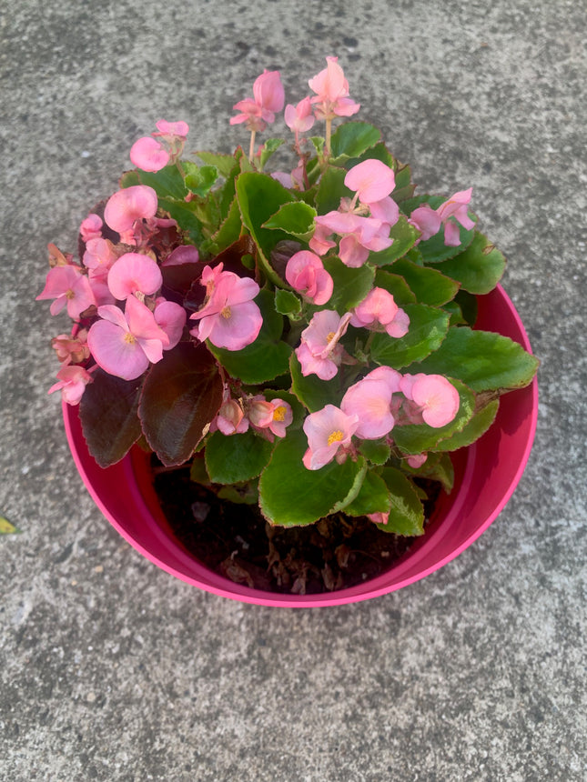 Wax Pink Begonia Unique bicolor Leaves Outdoor Garden Home Decoration