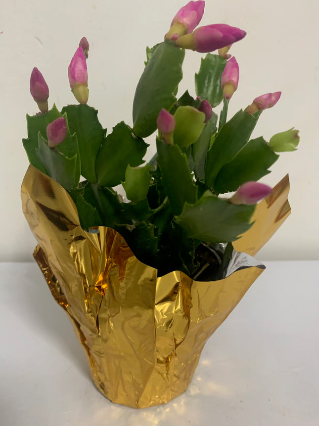 Rooted Pink Cactus Plants in pot Indoor Home Decoration and Gift