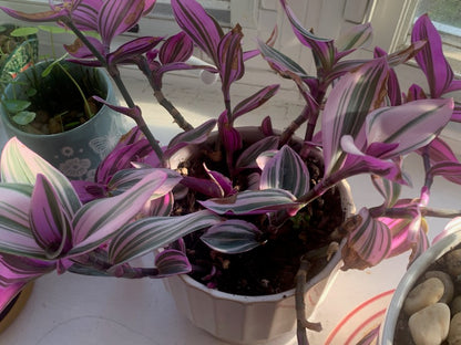 Tradescantia Zebrina Plant Indoor Plant Pink Stripe Multicolor