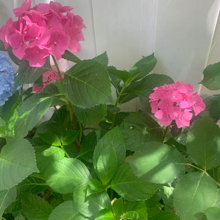 Pink Hydrangea Shrub - 6-18" Tall Live Plant Outdoor or Balcony
