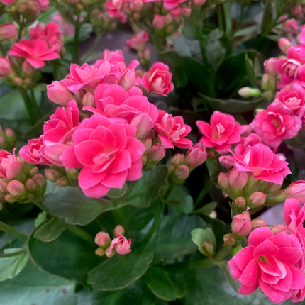 Rooted Pink Double Calandiva Kalanchoe Plants in pot balcony yard or outdoor