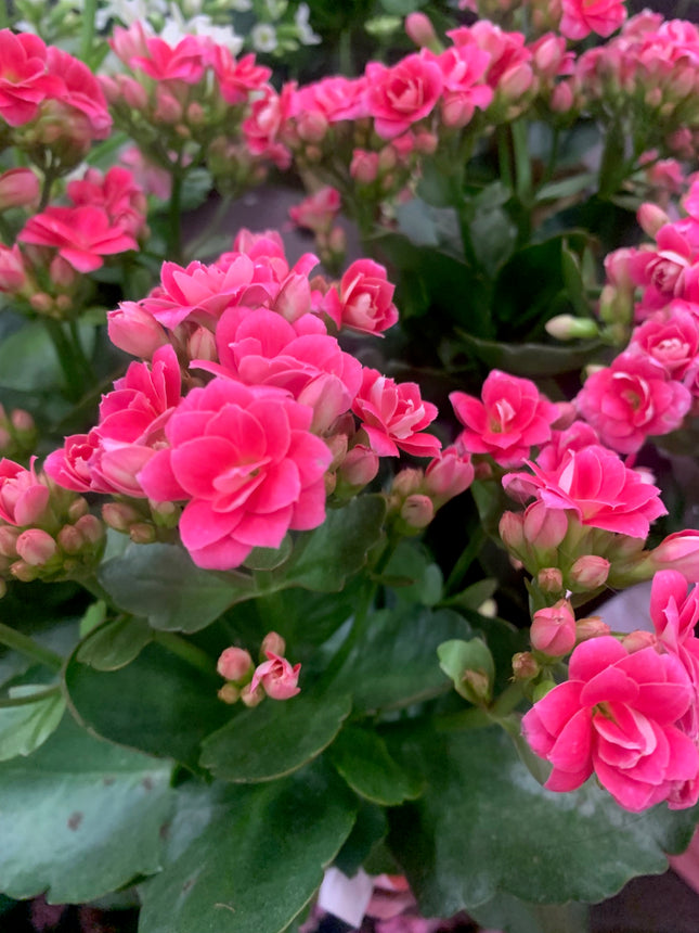 Rooted Pink Double Calandiva Kalanchoe Plants in pot balcony yard or outdoor