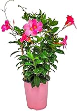Annual Live Pink Mandevilla Outdoor Plants Flowering Vines in Pots for Patio & Balcony Decor