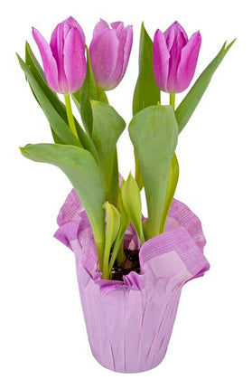 Spring Flower Garden Tulips 6 Inch Pot