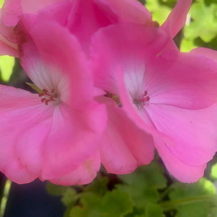 Rooted Geraniums planted in Pot or Basket outdoor Patio or Balcony Outdoor Decor