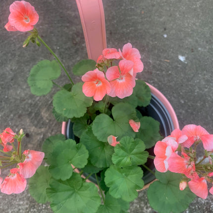 Rooted Light Pink Geraniums for balcony home decoration in Pink Decorate Pot