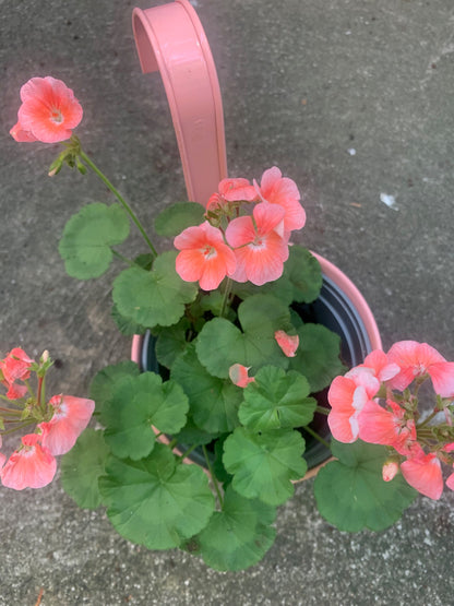 Assorted Color 5 Planters or Pots for plants and flowers decorate pots for home balcony or indoor